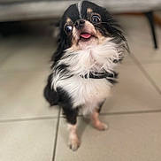 Raven participe au concours pour gagner de l'argent avec cette photo : dog, chihuahua, black_and_white, small_dog, tongue_out, fluffy, pet, indoor, floor, tile, cute, sitting, fur, animal, companion, domestic_animal, face, eyes, expression, blurred_background