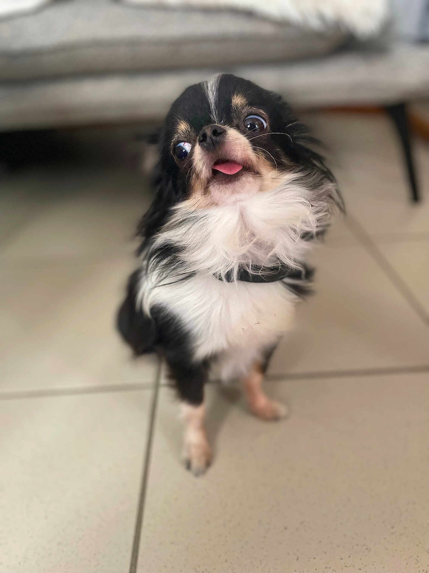 Raven participe au concours pour gagner de l'argent avec cette photo : dog, chihuahua, black_and_white, small_dog, tongue_out, fluffy, pet, indoor, floor, tile, cute, sitting, fur, animal, companion, domestic_animal, face, eyes, expression, blurred_background