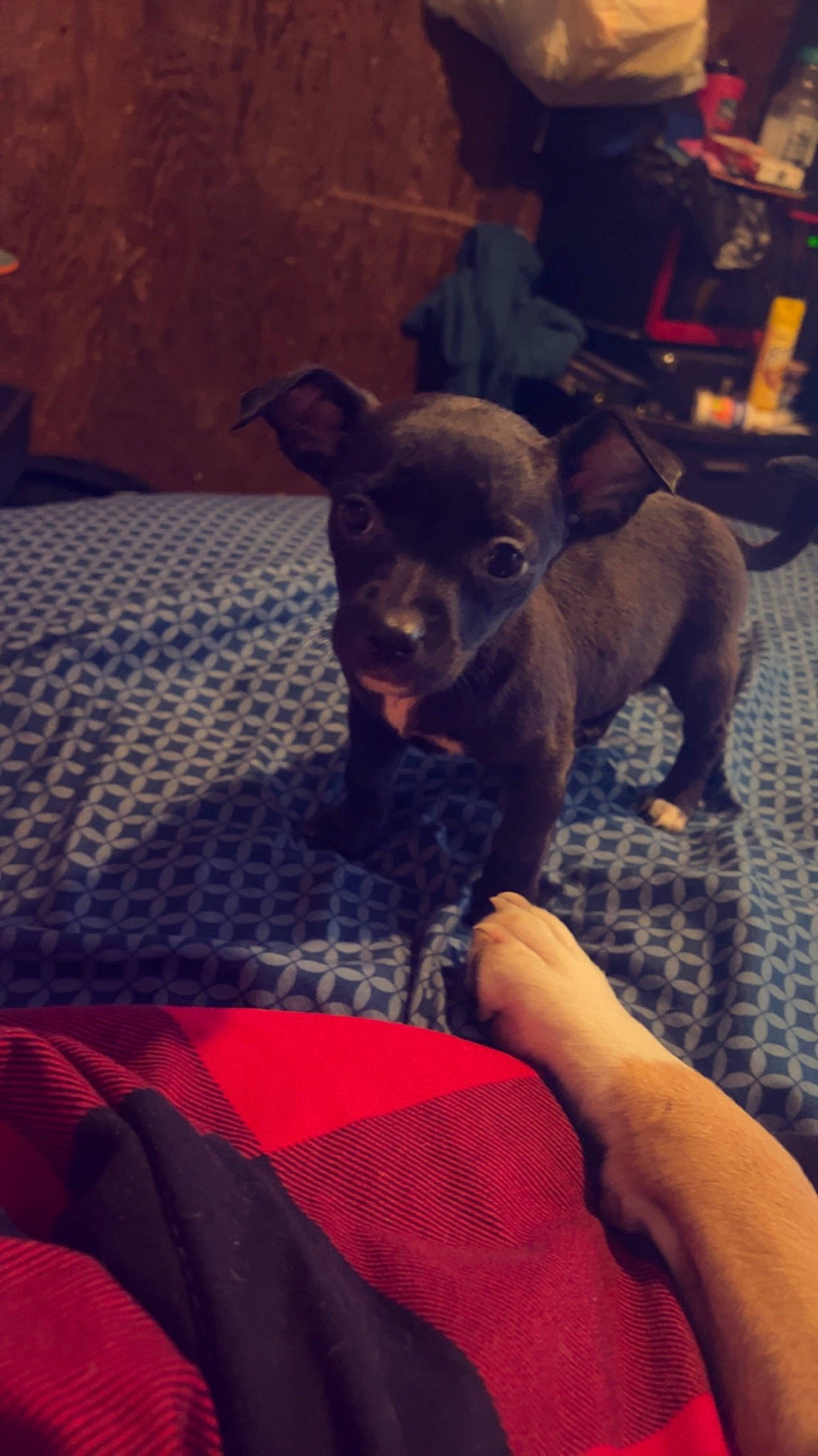 Kora joined the competition — help win amazing prizes! canidae, carnivore, chair, comfort, companion_dog, dog, dog_breed, fawn, flooring, fur, guard_dog, human_leg, linens, paw, sitting, snout, sporting_group, toy_dog, whiskers, working_animal