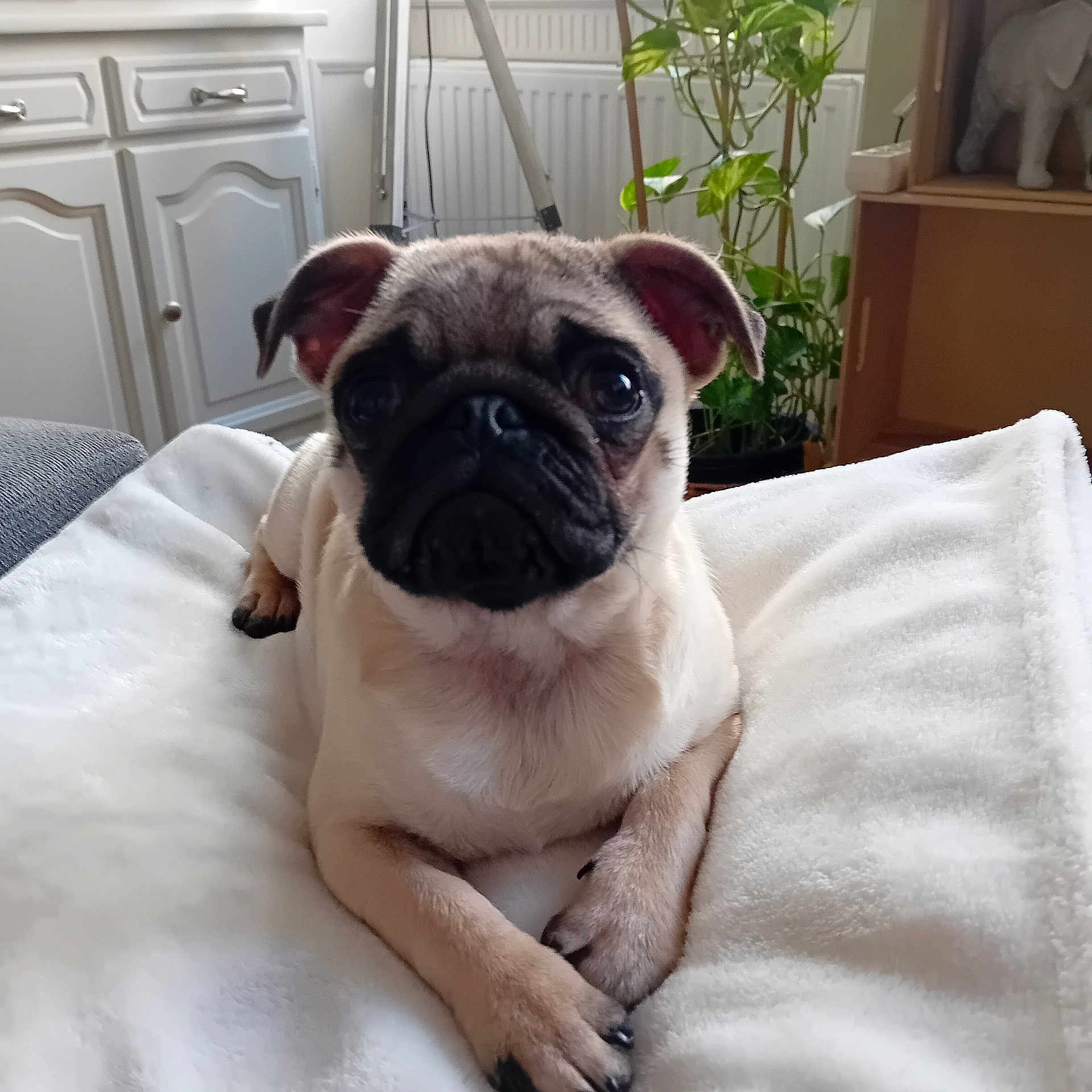 Abby participe au concours pour gagner de l'argent avec cette photo : dog, pug, puppy, pet, indoor, blanket, furniture, plant, cabinet, animal, cute, portrait, brown, black, ears, face, paw, resting, cozy, home