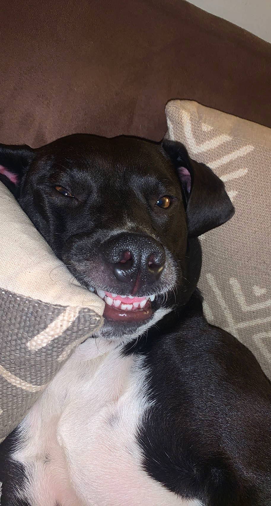 Buddy is registered to the contest to win money with this photo: borador, canidae, carnivore, collar, companion_dog, dog, dog_breed, fur, guard_dog, puppy, whiskers, working_animal