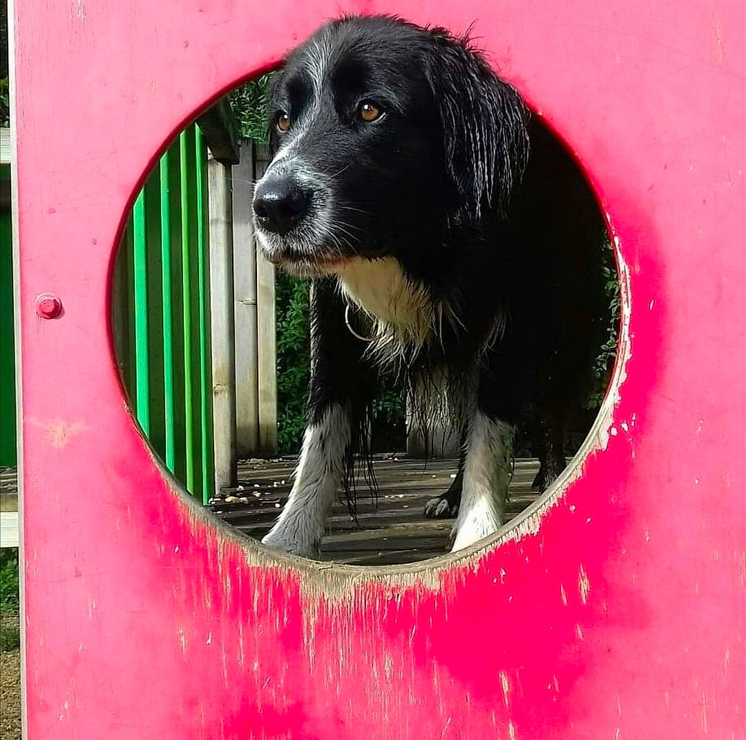 Dabou a rejoint le concours — aidez-le/la à gagner de superbes lots ! border_collie, canidae, carnivore, dog, dog_breed, mammal, snout, sporting_group, vertebrate