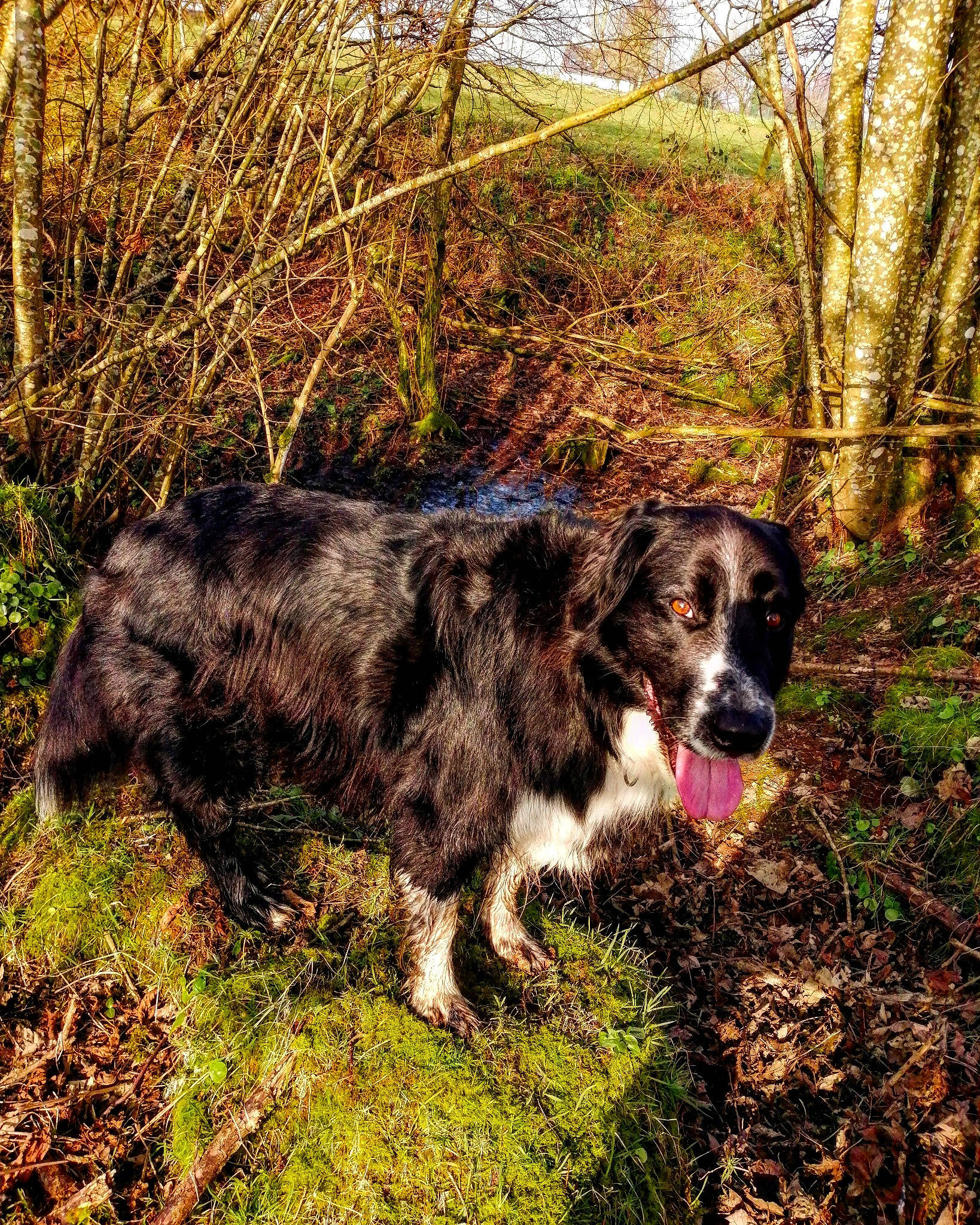 Dabou a rejoint le concours — aidez-le/la à gagner de superbes lots ! border_collie, canidae, carnivore, dog, dog_breed, forest, german_spaniel, hunting_dog, large_munsterlander, mammal, plant, sporting_group, stabyhoun, tree, vertebrate