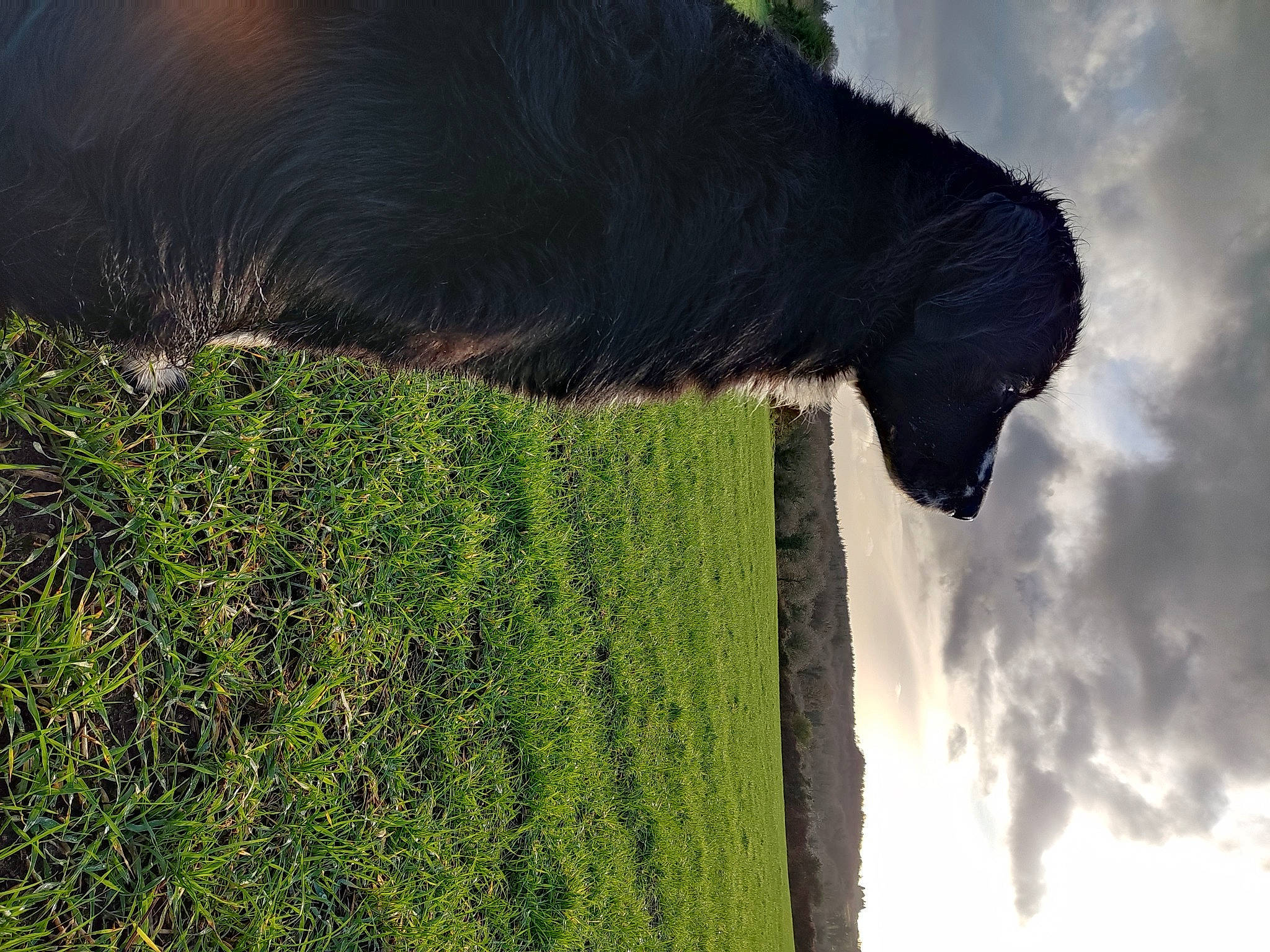 Dabou a rejoint le concours — aidez-le/la à gagner de superbes lots ! cloud, grass, grassland, landscape, meteorological_phenomenon, natural_environment, natural_landscape, pasture, plant, reflection, shadow, sky, sunlight, tints_and_shades, tree, trunk, water, window, wood, woody_plant