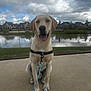 dog, labrador, leash, sitting, outdoor, concrete, pond, water, cloudy_sky, grass, houses, suburb, pet, canine, friendly, park, nature, daytime, walk, animal
