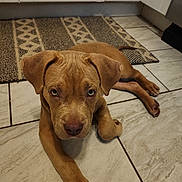 Bentley joined the competition — help win amazing prizes! puppy, dog, brown_dog, floor, tile_floor, kitchen, pet, animal, cute, young_dog, indoor, ears, eyes, lying_down, looking_up, adorable, canine, domestic_animal, mammal, companion