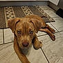 puppy, dog, brown_dog, floor, tile_floor, kitchen, pet, animal, cute, young_dog, indoor, ears, eyes, lying_down, looking_up, adorable, canine, domestic_animal, mammal, companion