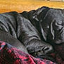 Artie is registered to the contest to win money with this photo: dog, pug, sleeping, black_fur, bed, blanket, patterned_blanket, cozy, resting, pet, animal, indoors, wooden_headboard, fur, cute, small_dog, curled_up, peaceful, nap, relaxing