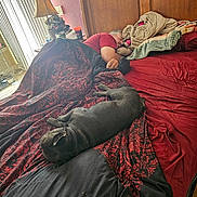 Artie is registered to the contest to win money with this photo: man, dog, bed, blanket, pillow, lamp, sleeping, indoor, resting, wooden_headboard, red_bedspread, black_blanket, window_blinds, side_table, relaxing, pet, canine, home, casual, cozy