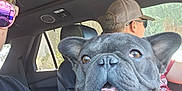 Artie joined the competition — help win amazing prizes! dog, french_bulldog, car_interior, seatbelt, chain_collar, person, sunglasses, window, headrest, driver, passenger, smile, teeth, sunlight, side_window, black_dog, seat, casual_clothing, reflection, road_trip