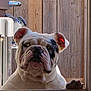bulldog, dog, window, paw, pet, curious, animal, face, indoors, wooden_fence, close_up, mammal, looking, snout, ears, portrait, domestic_animal, resting_paw, expression, pet_animal
