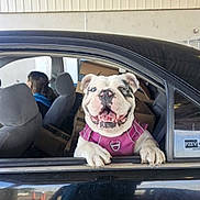 Stitch is registered to the contest to win money with this photo: dog, bulldog, car, window, smiling, pink_harness, person, boxes, vehicle, indoor, seat, pet, happy, transport, black_car, animal, face, head, paw, side_view