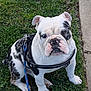 animal, black_spots, bulldog, canine, cute, dog, ears, face, grass, harness, leash, nature, outdoor, paw, pet, puppy, sidewalk, sitting, white, young