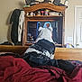 dog, bed, blanket, television, cabinet, person_on_tv, room, furniture, door, black_and_white, pet, watching_tv, wooden_cabinet, clothing, indoors, red_blanket, home, cozy, ears, back_view