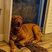 Hooch is registered to the contest to win money with this photo: dog, brown_dog, yawning, floor, wooden_floor, towel, door, glass_door, paw_prints, indoor, home, pet, animal, relaxed, sleepy, canine, resting, furniture, box, cozy