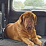 dog, vehicle, car_interior, brown_dog, large_dog, wrinkled_face, seatbelt, window, outdoor_view, resting, pet, canine, backseat, cargo, leisure, transport, relaxed, fur, mammal, domestic_animal