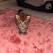 Simba a rejoint le concours — aidez-le/la à gagner de superbes lots ! kitten, tabby, cat, pet_bed, blanket, indoor, cute, feline, fur, small, young_animal, curious, soft_texture, cozy, domestic_animal, pink, floor, animal, bed, tabby_cat