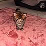 kitten, tabby, cat, pet_bed, blanket, indoor, cute, feline, fur, small, young_animal, curious, soft_texture, cozy, domestic_animal, pink, floor, animal, bed, tabby_cat