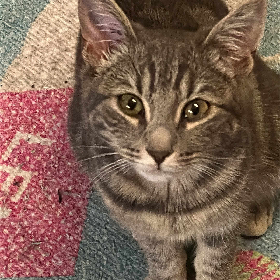 Ava participe au concours pour gagner de l'argent avec cette photo : animal, carpet, cat, closeup, curious, cute, domestic, ears, eyes, feline, fur, indoor, looking, mammal, paws, pet, sitting, tabby, whiskers, young