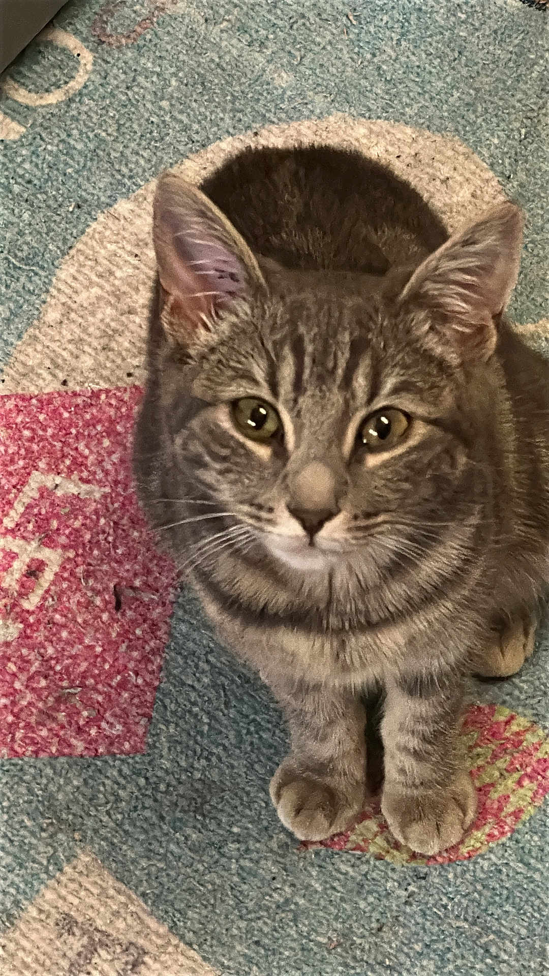 Ava participe au concours pour gagner de l'argent avec cette photo : cat, tabby, pet, animal, feline, indoor, carpet, curious, whiskers, ears, paws, eyes, fur, closeup, cute, domestic, mammal, sitting, looking, young