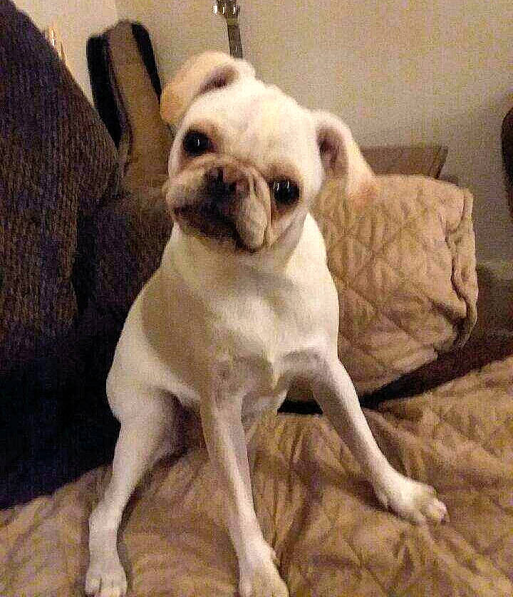 Dash is registered to the contest to win money with this photo: canidae, carnivore, chair, comfort, companion_dog, dog, dog_breed, dress, ear, eye, fawn, fur, head, linens, pug, snout, sporting_group, tail, toy_dog, working_animal