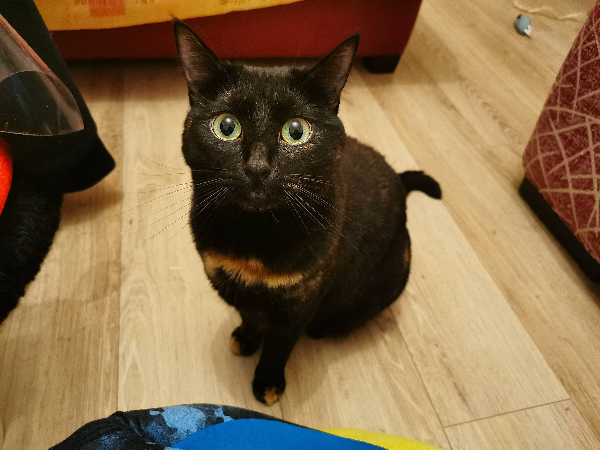 Luna a rejoint le concours — aidez-le/la à gagner de superbes lots ! asian, black, black_cat, bombay, burmese, carnivore, cat, domestic_short_haired_cat, european_shorthair, felidae, floor, flooring, fur, kitten, korat, mammal, small_to_medium_sized_cats, whiskers