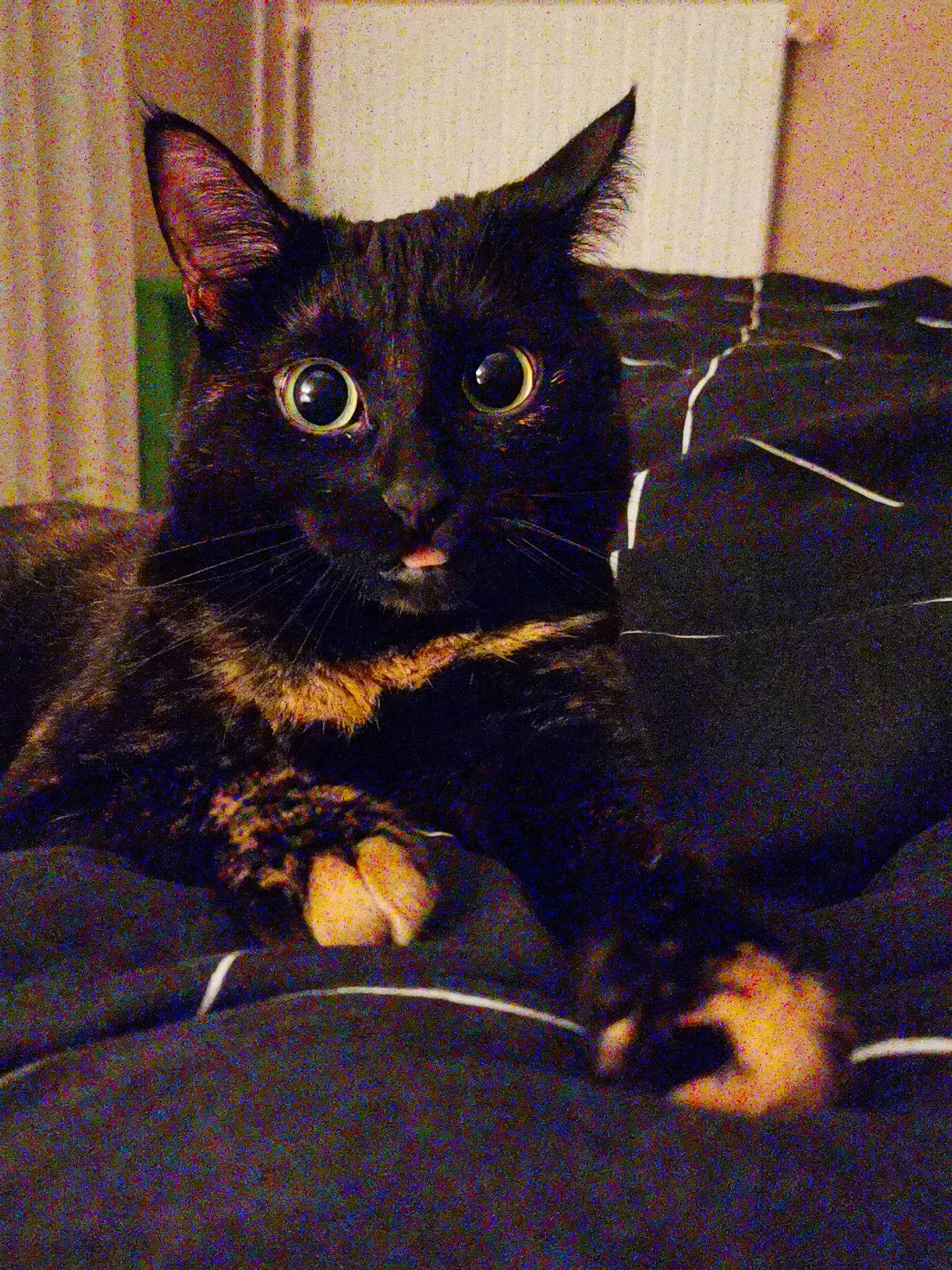 Luna a rejoint le concours — aidez-le/la à gagner de superbes lots ! asian, black_cat, bombay, carnivore, cat, domestic_short_haired_cat, felidae, mammal, small_to_medium_sized_cats, vertebrate, whiskers