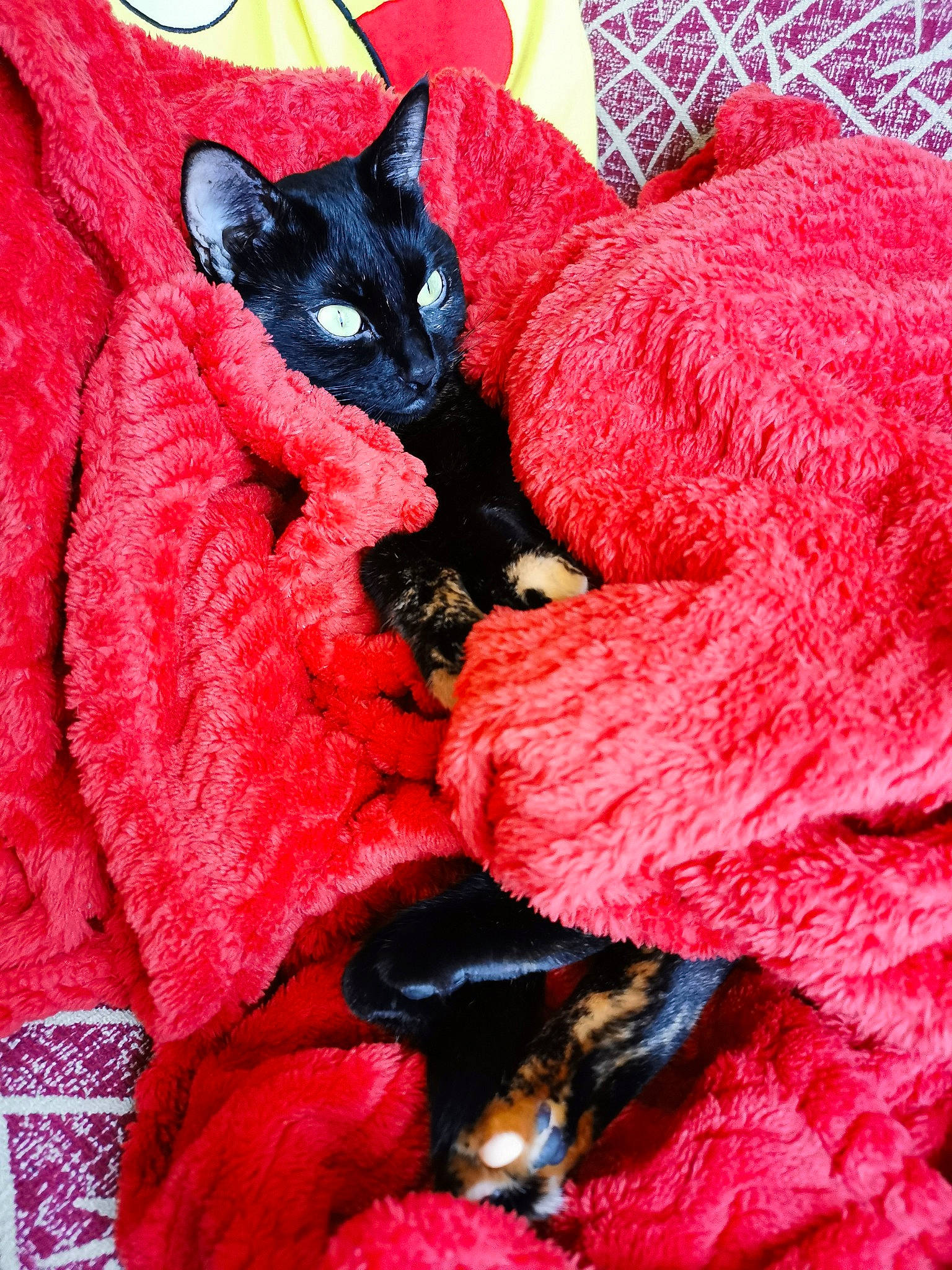 Luna a rejoint le concours — aidez-le/la à gagner de superbes lots ! asian, black_cat, carnivore, cat, claw, felidae, fur, german_rex, kitten, pink, red, small_to_medium_sized_cats, whiskers