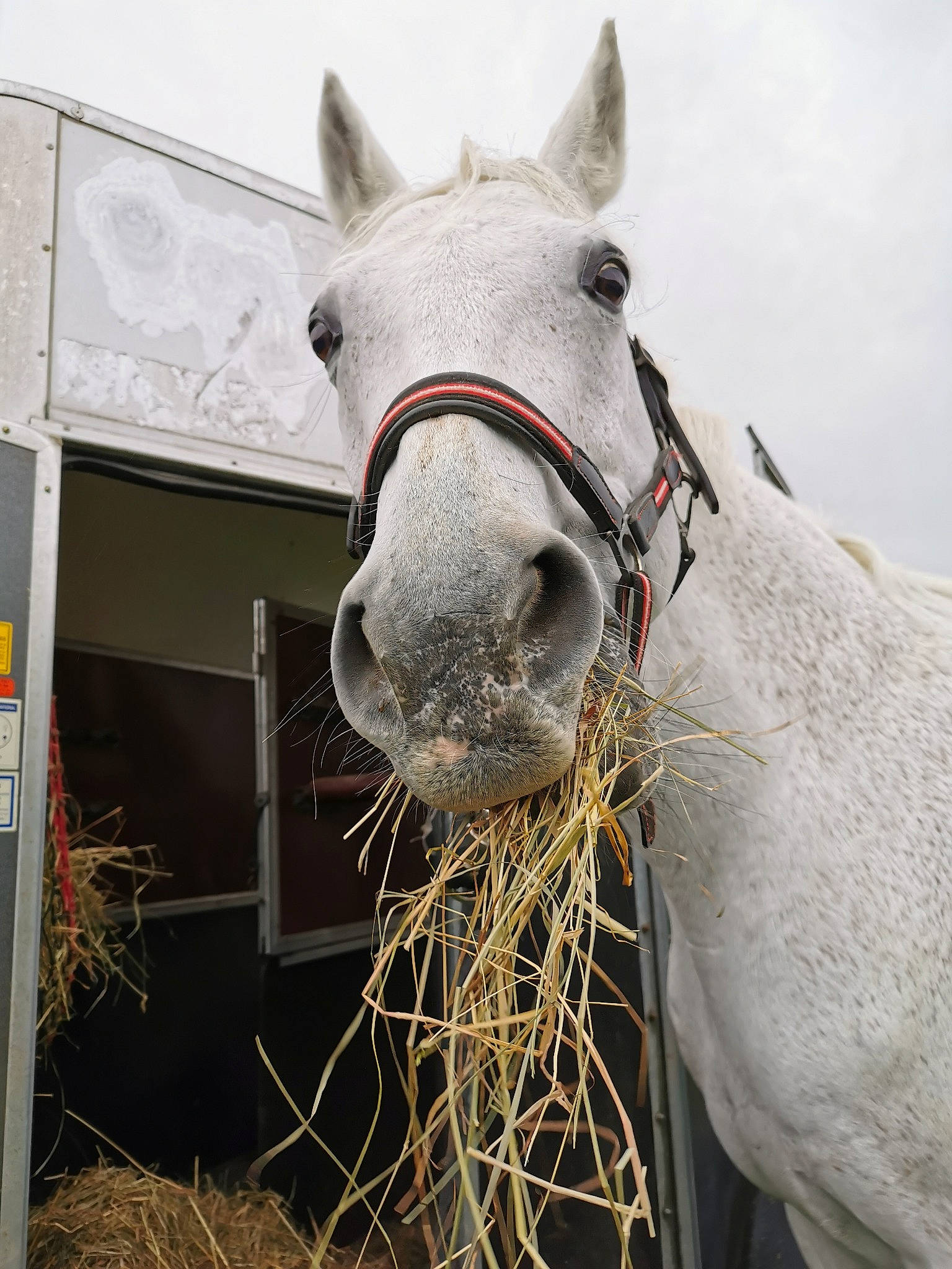Rocky participe au concours pour gagner de l'argent avec cette photo : bridle, halter, hay, horse, horse_tack, livestock, mammal, mane, mare, mustang_horse, nose, pack_animal, snout, stallion