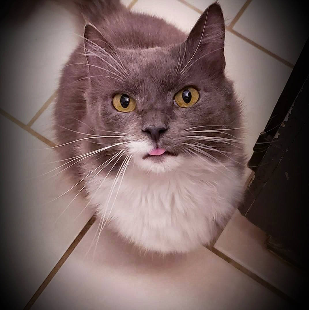 Morrissey joined the competition — help win amazing prizes! box, carnivore, cat, circle, curious, domestic_short_haired_cat, felidae, fur, monochrome_photography, small_to_medium_sized_cats, snout, terrestrial_animal, whiskers, window