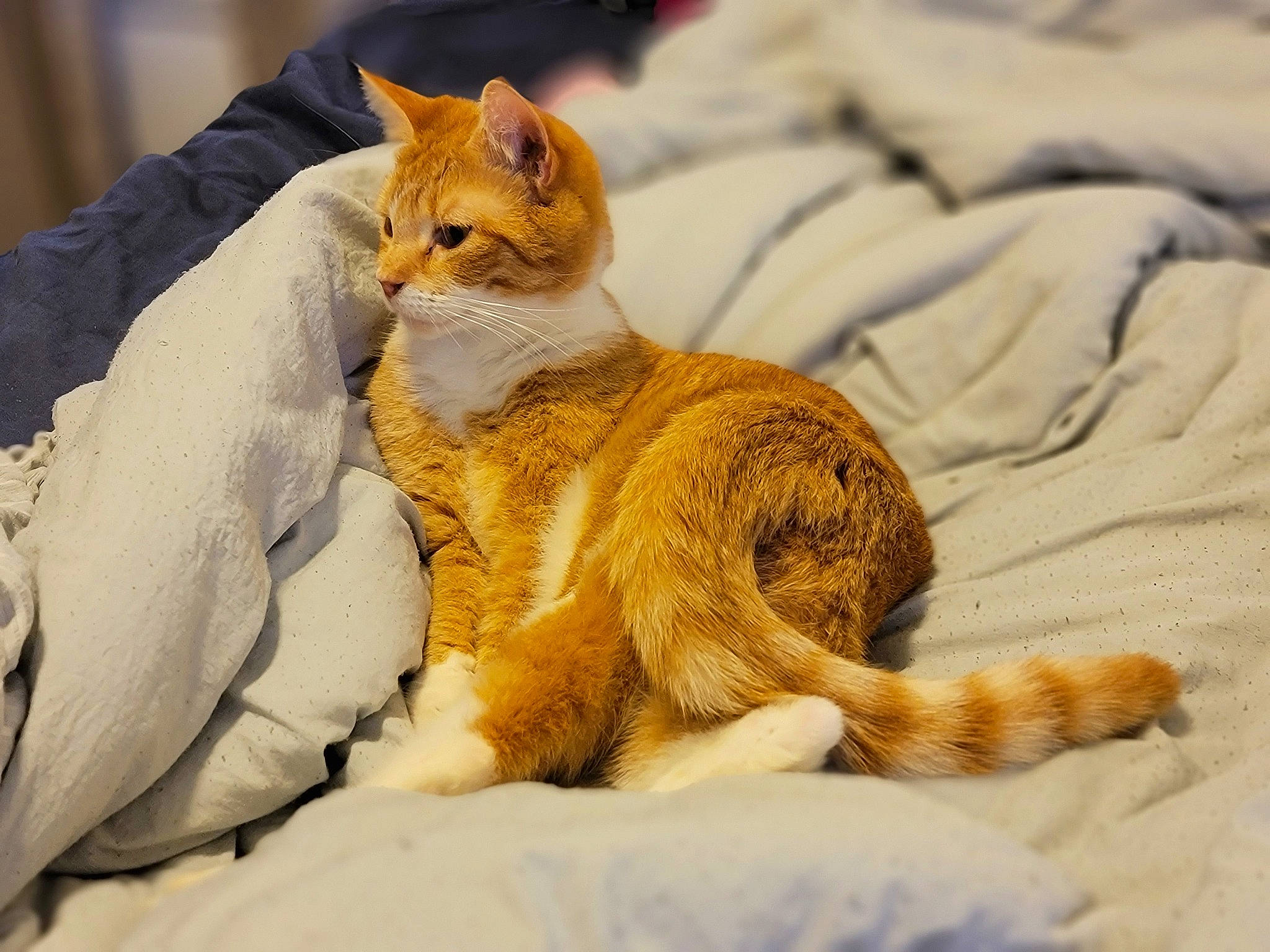 Peterson is registered to the contest to win money with this photo: bed, bedding, canidae, carnivore, cat, claw, comfort, domestic_short_haired_cat, fawn, felidae, fur, gesture, linens, paw, sand, small_to_medium_sized_cats, snout, tail, whiskers, wood