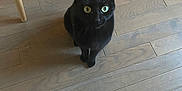 Coco a rejoint le concours — aidez-le/la à gagner de superbes lots ! black_cat, cat, pet, animal, indoor, wooden_floor, flooring, furniture_leg, curious, looking_up, domestic_cat, mammal, whiskers, tail, sitting, eyes, ears, floor_mat, home_interior, feline