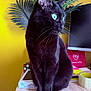 Coco a rejoint le concours — aidez-le/la à gagner de superbes lots ! black_cat, cat, blue_eyes, pet, indoor, desk, rubiks_cube, computer_monitor, tape, plant, yellow_wall, wooden_surface, feline, close_up, sitting, side_view, whiskers, domestic_animal, bright_colors, houseplant
