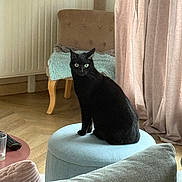 Coco a rejoint le concours — aidez-le/la à gagner de superbes lots ! black_cat, cat, pet, indoor, living_room, ottoman, furniture, curtain, chair, blanket, wooden_floor, cozy, home, animal, sitting, domestic_cat, cute, eyes, fur, relaxation