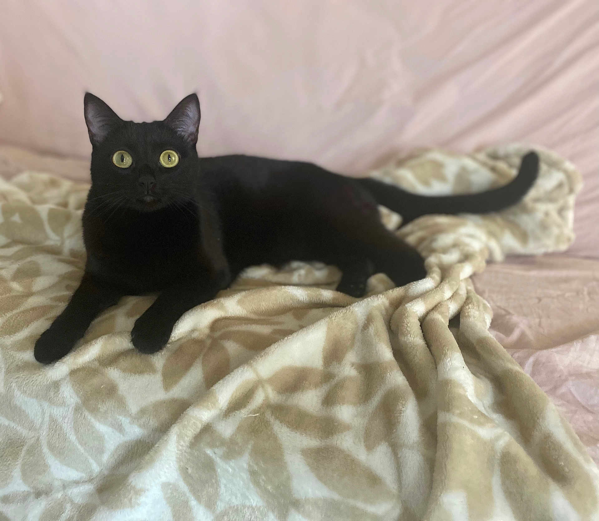 Coco participe au concours pour gagner de l'argent avec cette photo : black_cat, cat, animal, pet, feline, blanket, indoor, cozy, fur, whiskers, ears, tail, relaxed, lying_down, bed, soft, comfort, domestic_cat, cute, curious_eyes