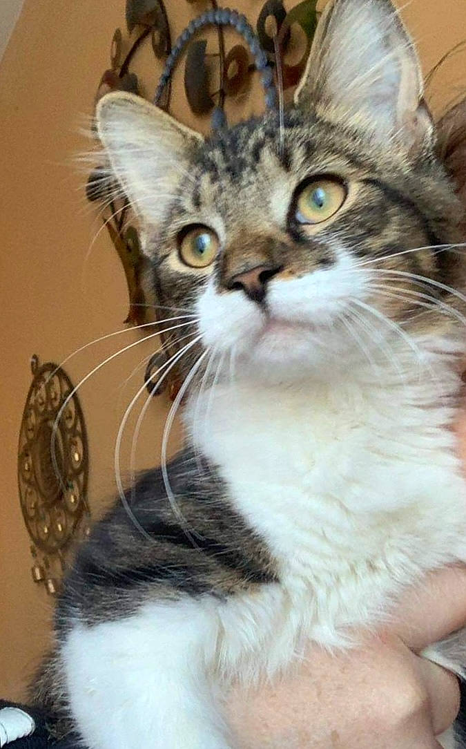 Ben is registered to the contest to win money with this photo: carnivore, cat, claw, domestic_short_haired_cat, door, felidae, fur, iris, paw, small_to_medium_sized_cats, snout, whiskers, window