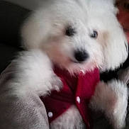 Chiffon a rejoint le concours — aidez-le/la à gagner de superbes lots ! animal, ball, canine, couch, dog, eskimodog, football, furniture, person, pet, poodle, puppy, sleeping, soccer, soccerball, sport, tennis, tennisball, terrier, whitedog