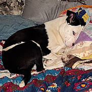 Luci Lou joined the competition — help win amazing prizes! dog, black_and_white, bed, blanket, pillow, quilt, floral_pattern, resting, indoor, pet, cozy, curled_up, fur, animal, cute, sleepy, comfort, relaxing, home, canine