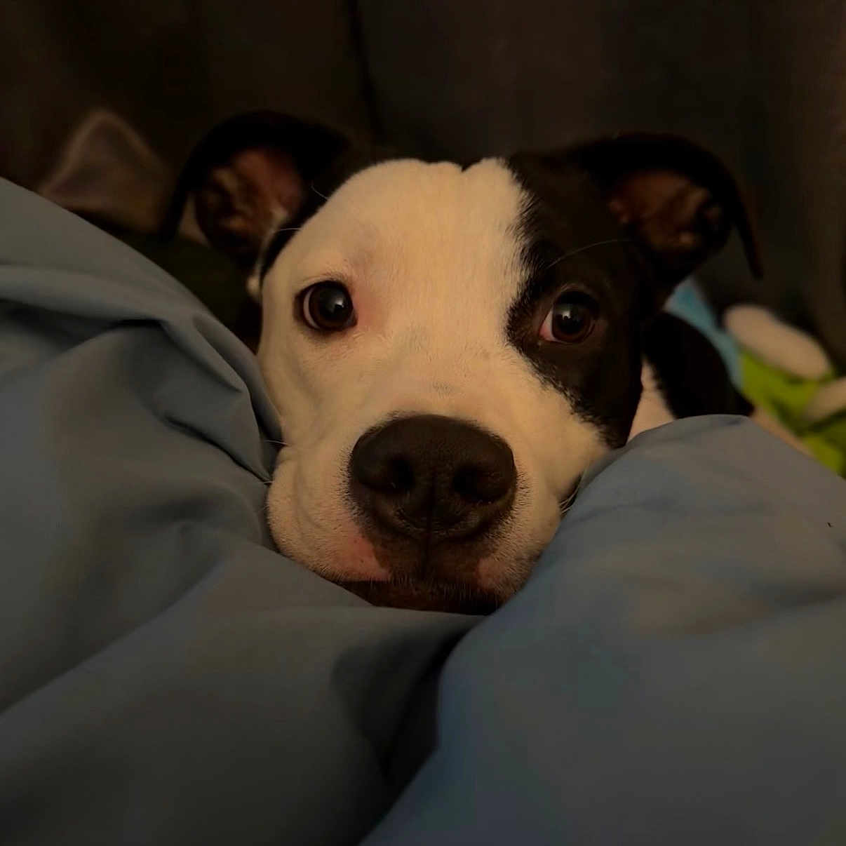 Luci Lou