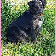 Hyuna participe au concours pour gagner de l'argent avec cette photo : animal, backyard, ball, canine, dog, field, football, grass, nature, outdoors, pet, plant, puppy, soccer, soccerball, sport, tennis, tennisball, vegetation, yard