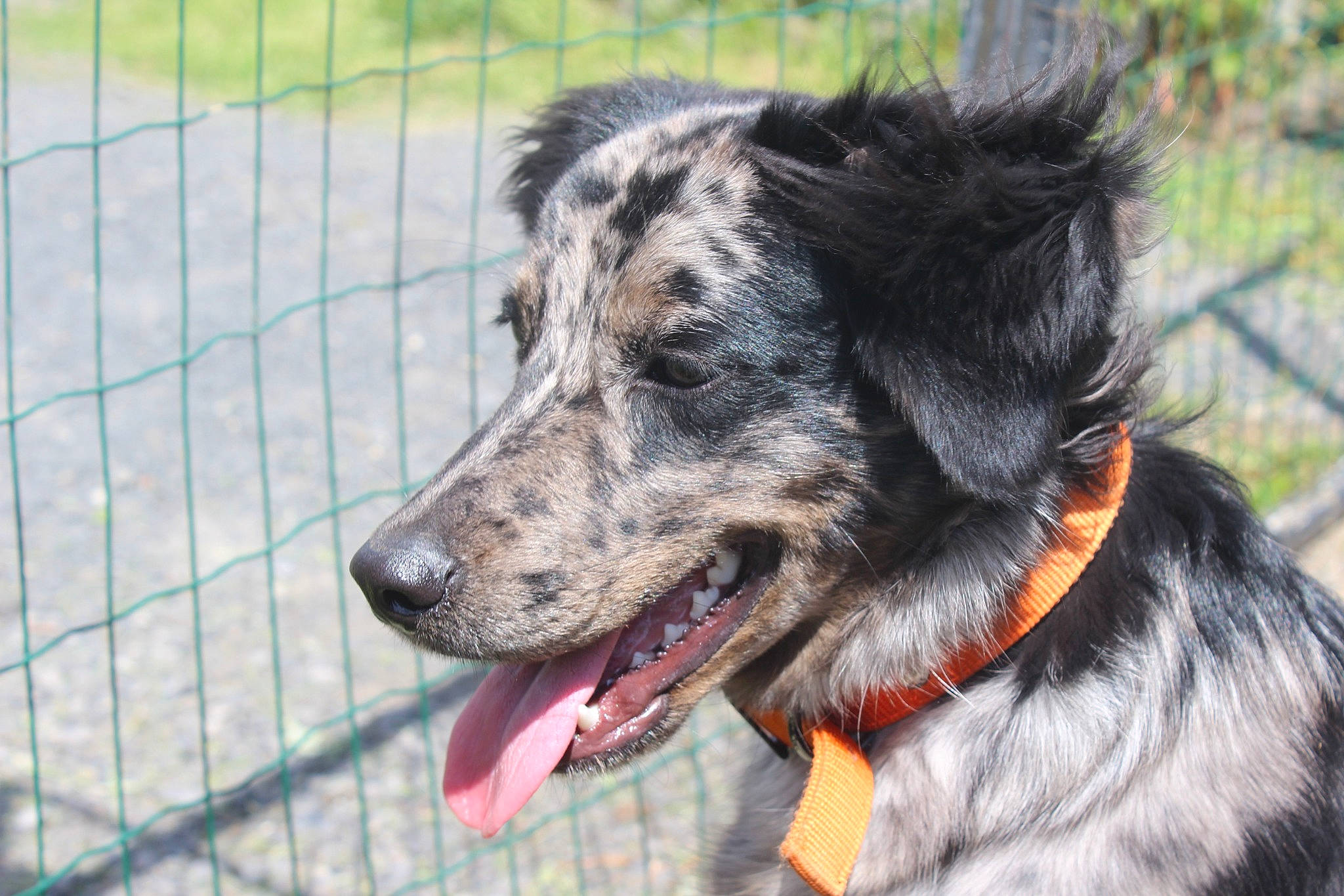 Hyuna a rejoint le concours — aidez-le/la à gagner de superbes lots ! australian_cattle_dog, canidae, canis, carnivore, collar, companion_dog, dog, dog_breed, dog_collar, fence, fur, herding_dog, leash, mesh, plant, sporting_group, terrestrial_animal, whiskers, wire_fencing, working_animal