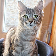 Altéa a rejoint le concours — aidez-le/la à gagner de superbes lots ! cat, tabby, green_eyes, pet_bed, window, indoor, feline, whiskers, gray_fur, striped, close_up, portrait, sitting, cozy, sunlight, animal, domestic, fur, ears, curious
