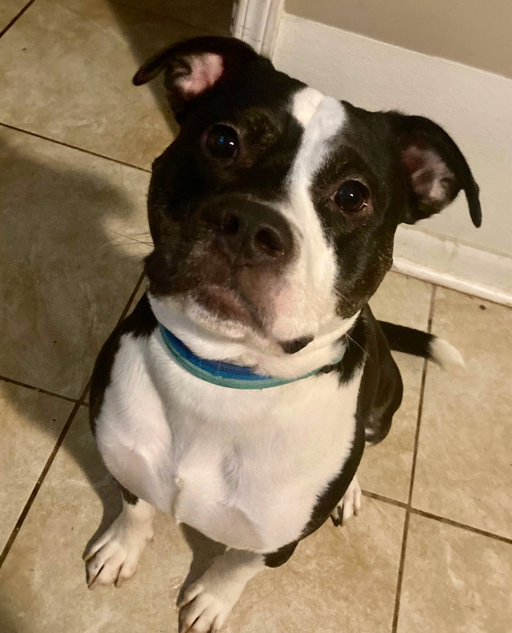 Gus is registered to the contest to win money with this photo: canidae, carnivore, collar, companion_dog, dog, dog_breed, dog_clothes, dog_collar, dog_supply, fawn, fur, leash, non_sporting_group, pet_supply, puppy, snout, sporting_group, whiskers, working_animal, working_dog