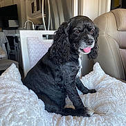 Gypsy joined the competition — help win amazing prizes! dog, black_dog, curly_ears, pet, indoor, cushion, white_cushion, tongue_out, chair, kitchen, appliance, domestic, furniture, comfortable, cute, animal, fur, sitting, relaxed, home