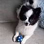 puppy, dog, black_and_white, fluffy, small_ball, toy, floor, cute, pet, playing, indoor, cushion, soft, animal, young, paw, fur, looking, alert, adorable