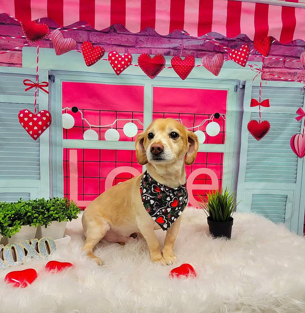 Gordon is registered to the contest to win money with this photo: carnivore, collar, companion_dog, curtain, dog, dog_breed, dog_clothes, dog_collar, dog_supply, event, fawn, home, pattern, pet_supply, plant, red, snout, sporting_group, window, working_animal