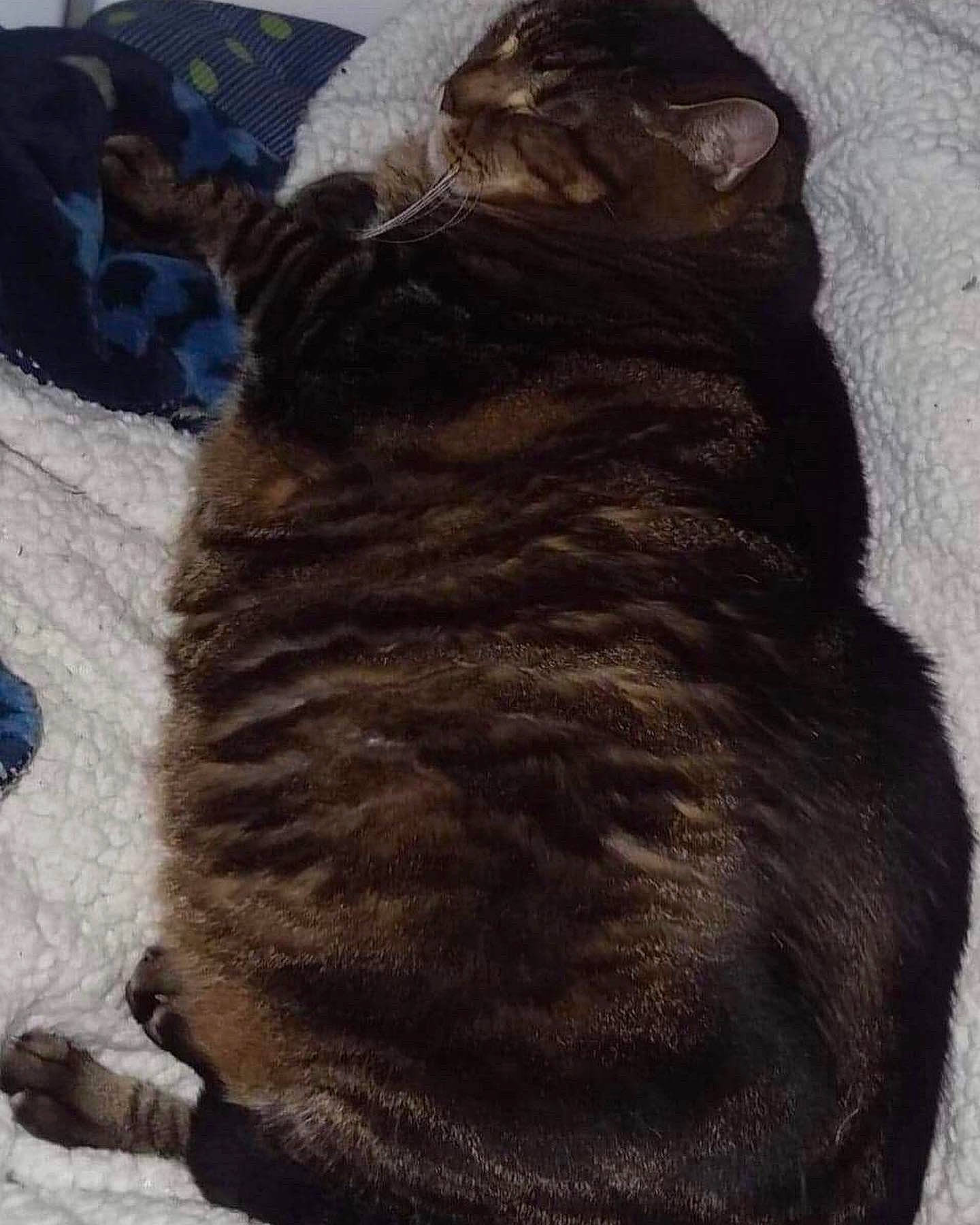 Tiger joined the competition — help win amazing prizes! brown, canidae, carnivore, claw, comfort, companion_dog, dog_breed, fawn, felidae, fur, liver, natural_material, small_to_medium_sized_cats, snout, sporting_group, tail, terrestrial_animal, whiskers, working_animal