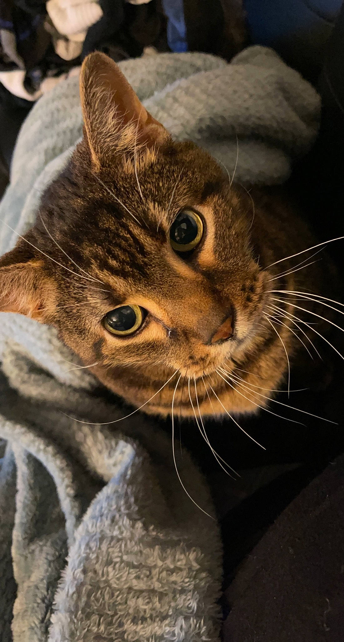 Tiger is registered to the contest to win money with this photo: carnivore, cat, claw, close_up, domestic_short_haired_cat, ear, eye, fawn, felidae, fur, head, human_body, small_to_medium_sized_cats, snout, terrestrial_animal, whiskers, wildlife, window, wrinkle