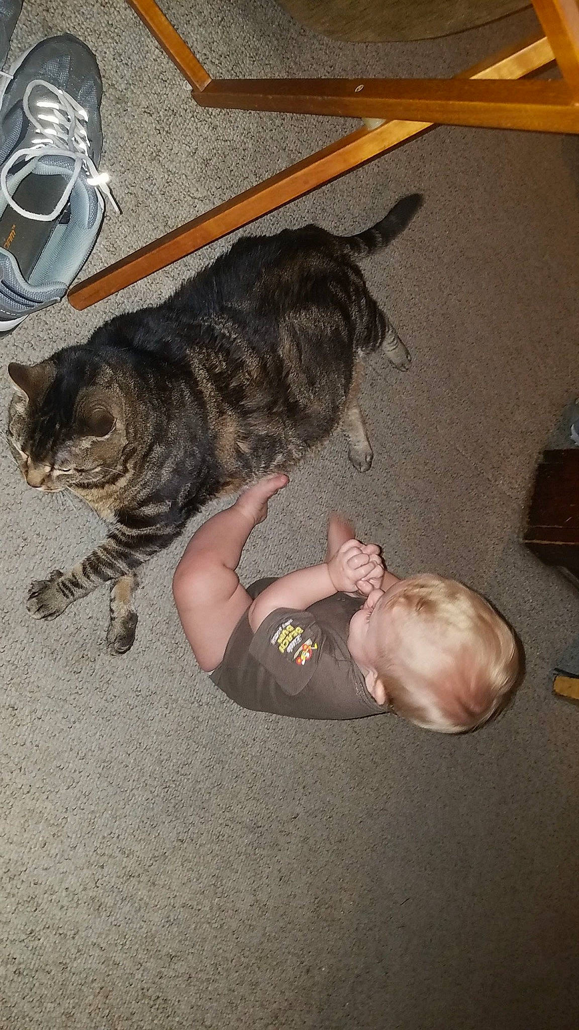 Tiger is registered to the contest to win money with this photo: canidae, carnivore, cat, comfort, companion_dog, dog_breed, domestic_short_haired_cat, felidae, flooring, foot, fur, human_leg, mammal, paw, small_to_medium_sized_cats, snout, sporting_group, tail, toddler, whiskers