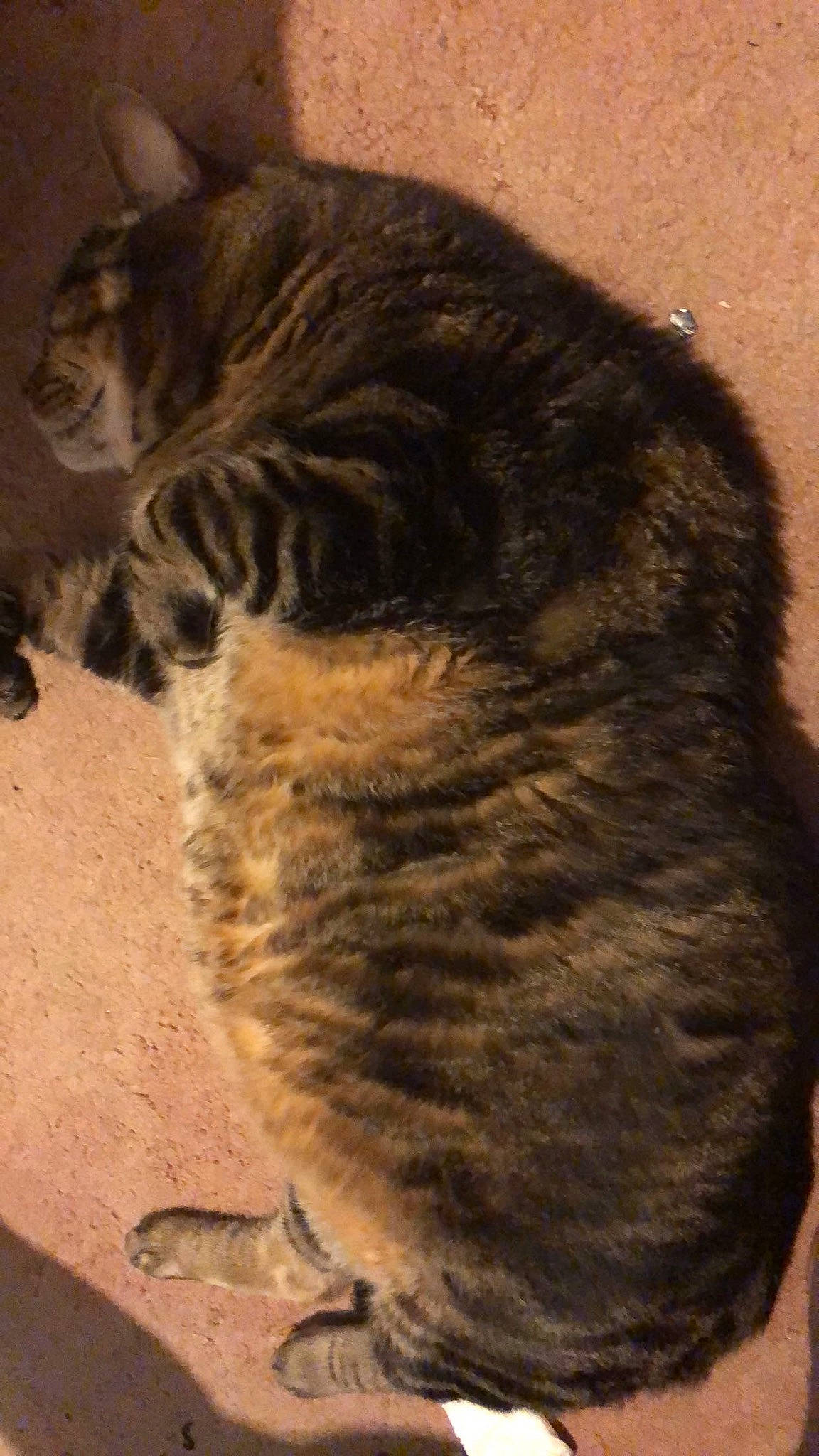 Tiger is registered to the contest to win money with this photo: carnivore, cat, claw, domestic_short_haired_cat, door, eye, fawn, felidae, foot, fur, paw, shadow, small_to_medium_sized_cats, tail, terrestrial_animal, toe, whiskers, wildlife, wood